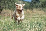 BERGER AUSTRALIEN PUPPIES 284